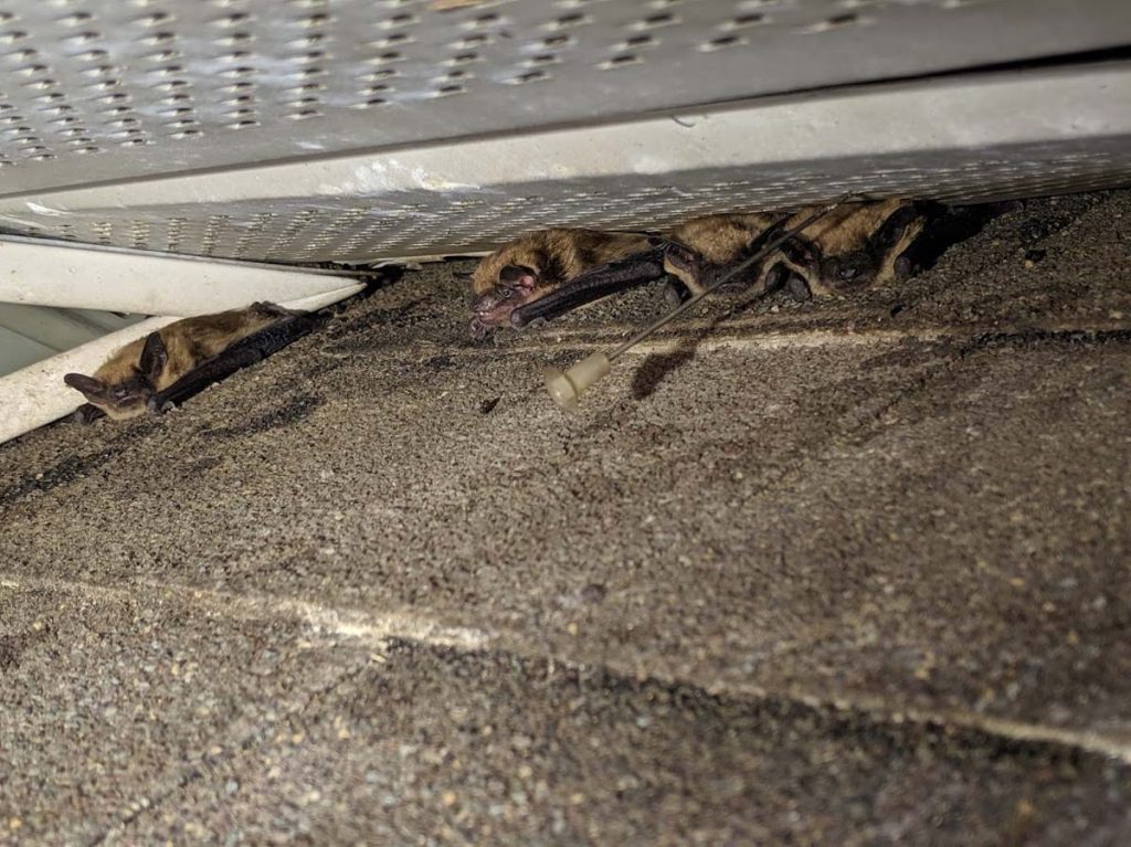 Bats in soffit