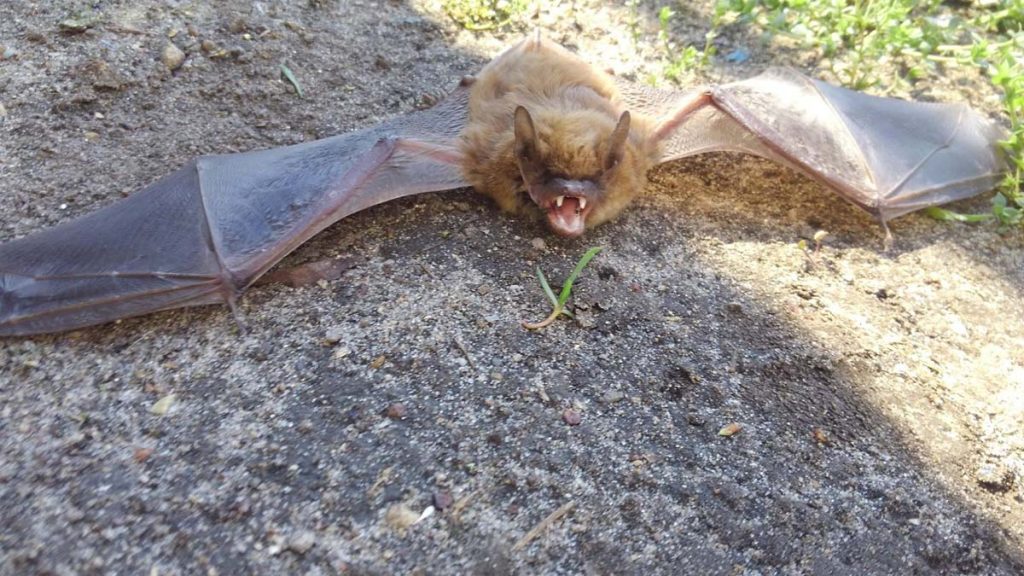 bat on ground