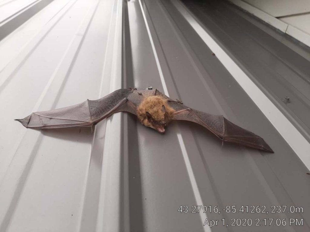 bat on metal roof